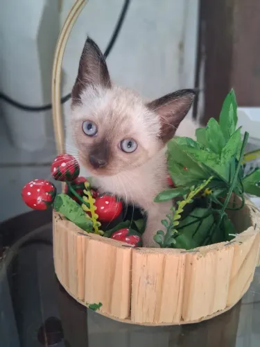Gatinhos filhotes para adoção responsável! (Gato/gata/gatinha/pet)