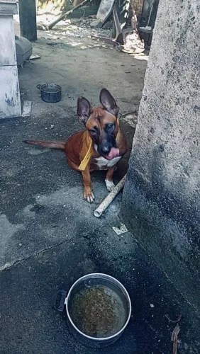 Doação de linda cadela 