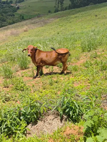 Mini Vaca (novilha)