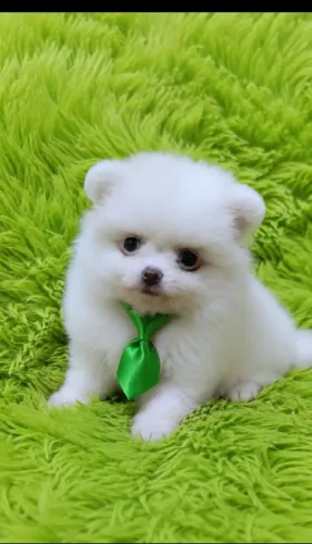 Spitz alemão anão ursinho super pelagem carinha baby face macho