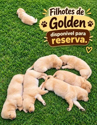 Filhotes de Golden Retriever