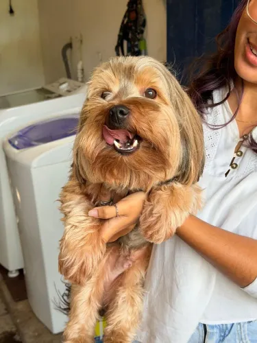 Procura-se namorada para o Scooby ?