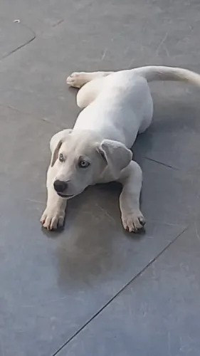 FILHOTE DE PAI HUSKY SIBERIANO