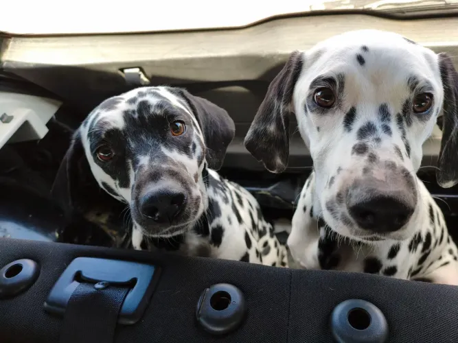 Dalmata