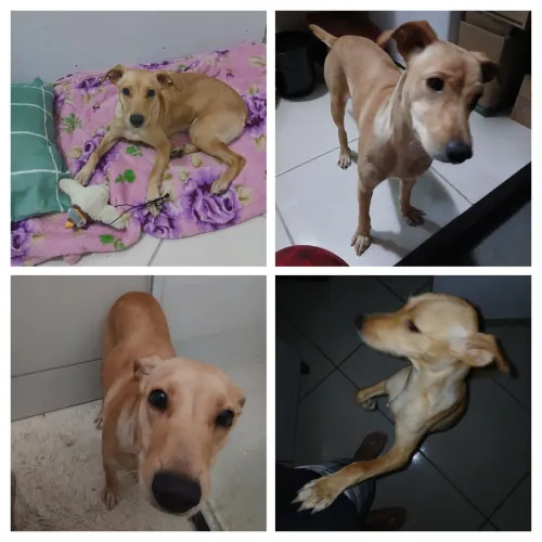 Cadela com 11 meses