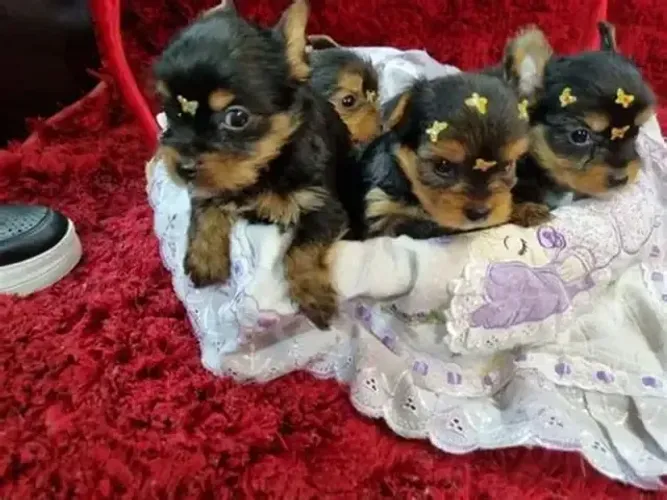 Yorkshire micro raça pura lindos macho e femea 