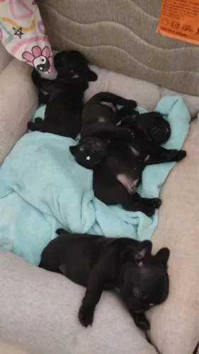 Buldogue francês