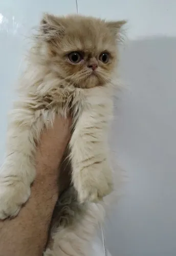 Gato persa femea