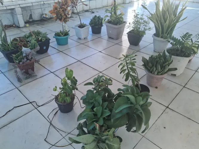 Vendo Plantas diversas.