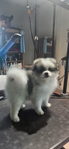 Spitz Alemão