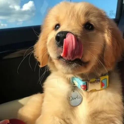 Filhotes de Golden Retriever | O toque da felicidade.