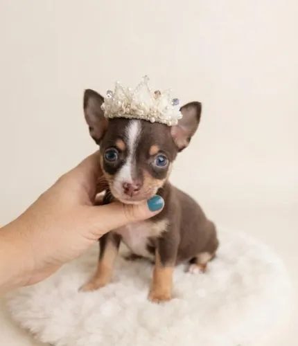 Pinscher fêmea muito carinhosa