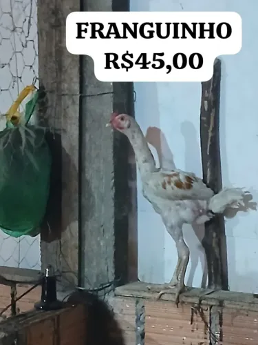FRANGUINHO 