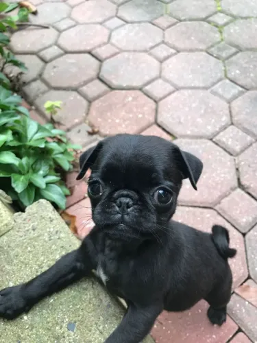 Pug Um dog que vai preencher sua casa com alegria