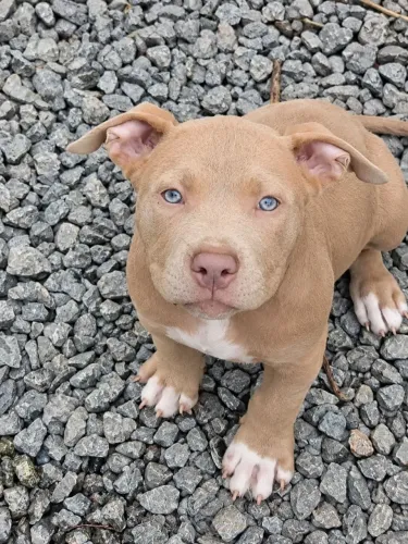 Filhotes de American Bully XL / Brazillian Bull / Pit Monster