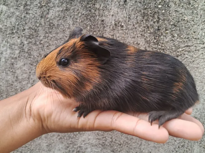 Porquinho da índia filhote macho