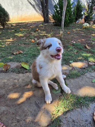 Border Collie Fêmea Choco Merly 