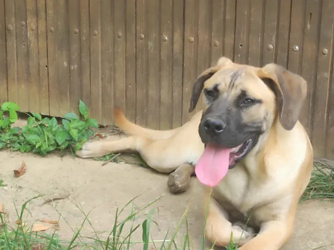 Cane corso macho com pedigree de 1 ano