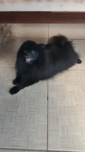 Spitz alemão anão 