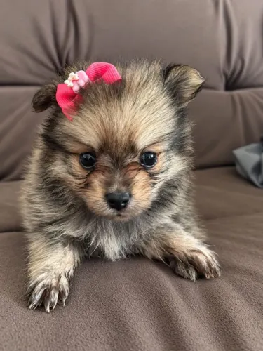 Lulu Pomerânia