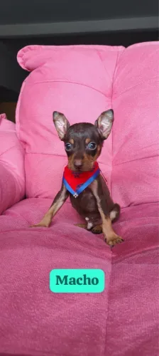 Pinscher com vacina importada 72 dias