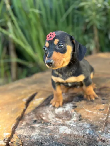 Menino Salsichinha Mini