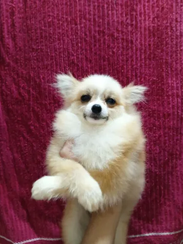 Linda filhote raposinha fêmea Spitz Alemão 