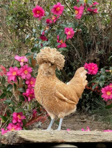 Pintinhos de Galinha Polonesa