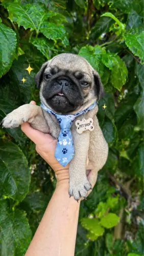 Pug filhote - último macho