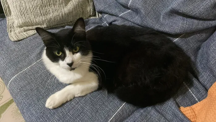 Gata bicolor