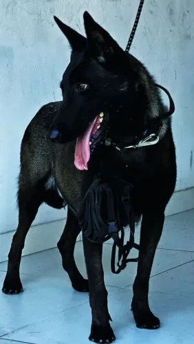 Reserve seu lindo filhote de pastor Belga malinois black
