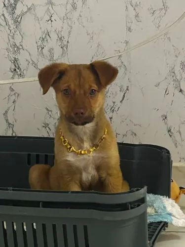? CACHORRO PARA ADOÇÃO RESPONSÁVEL ?