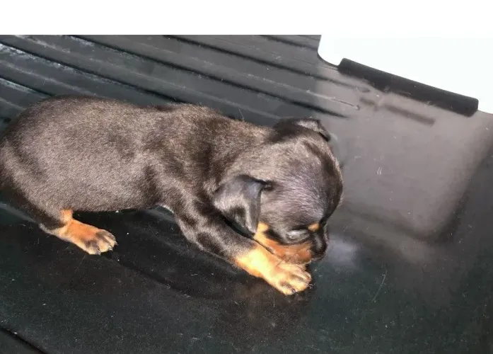 Cachorro Pinscher