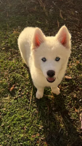 Husky Siberiano