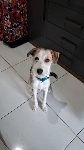 Adoção responsável 