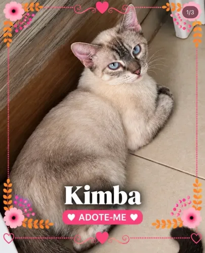 Gata para doação