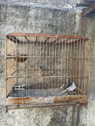 Gaiola