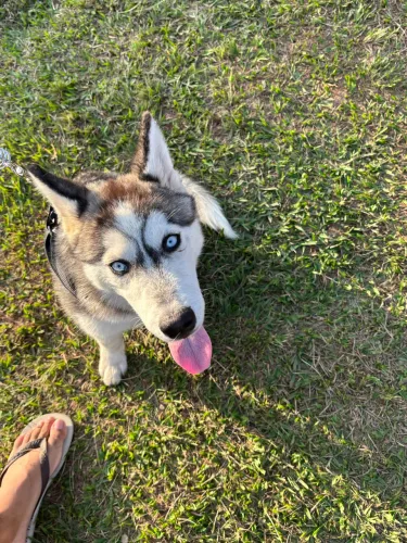Husky siberiano