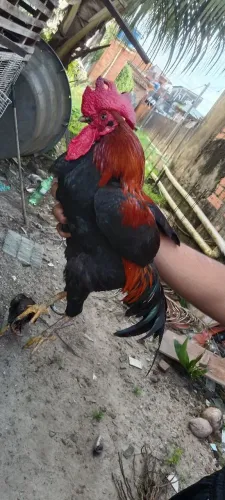 Galinhas para venda