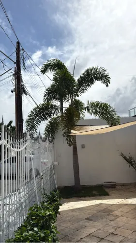 Palmeira Rabo de Rapousa 4 metros