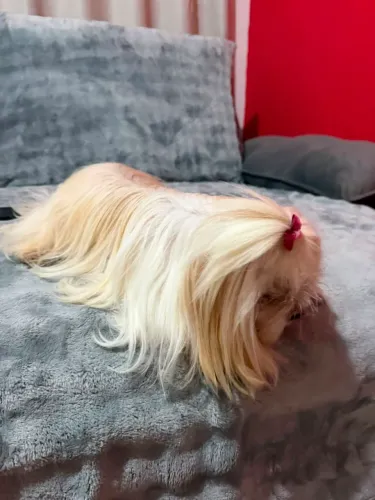 Shihtzu 
