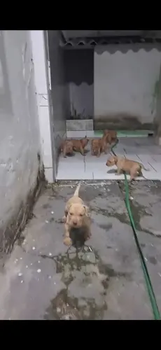 Pit monster