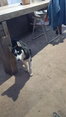 Casal de filhotes husky siberiano