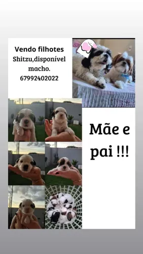 Vendo filhotes da raca Shih Tzu,disponível macho.