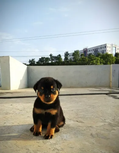 Rottwailer - Patinhas Cheios De Charme