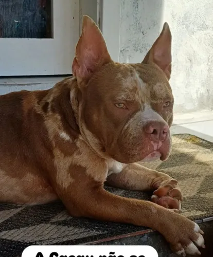 Excelente padreador American bully 
