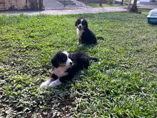 BERNESE MOUNTAIN DOG