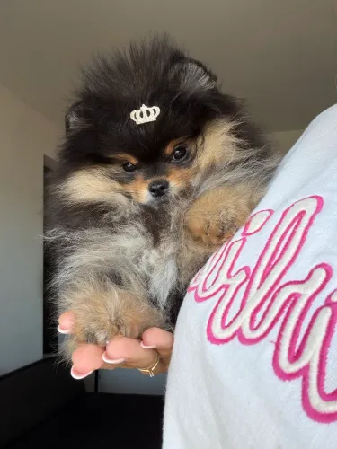 Lulu da Pomerânia anão com PEDIGREE CBKC