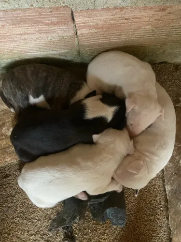 Filhotes de bull terrier 