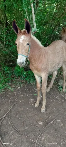Cavalo 